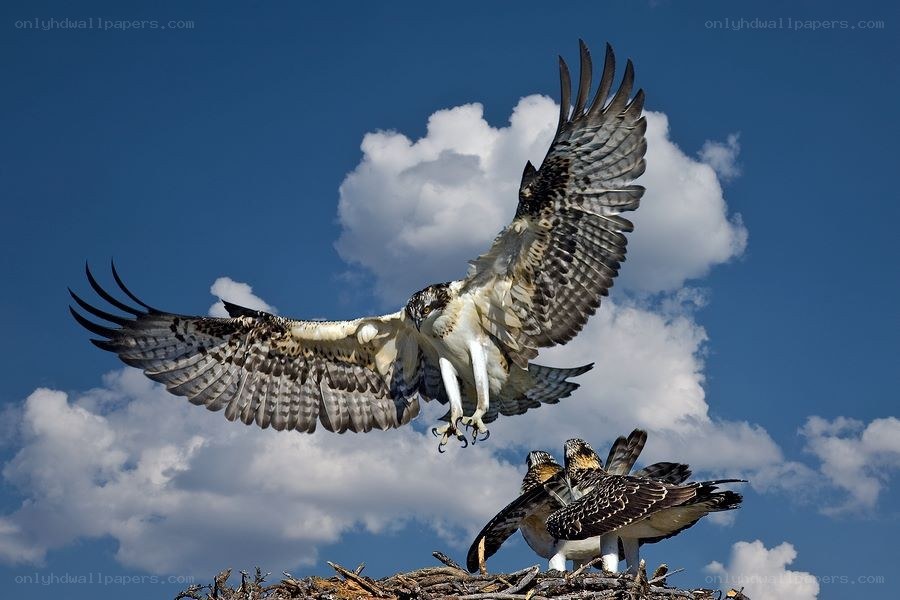 Osprey in Flight Over Nest
