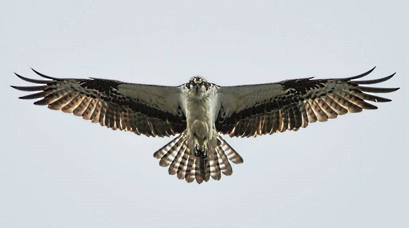 Osprey in Flight — White