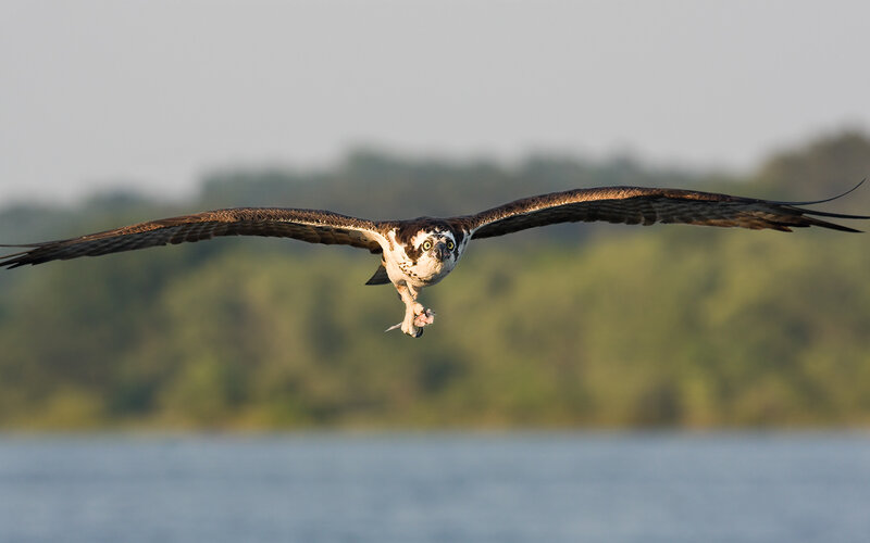 Osprey in flight with fish