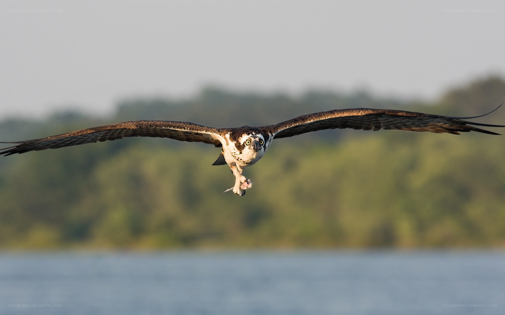 Osprey in flight with fish