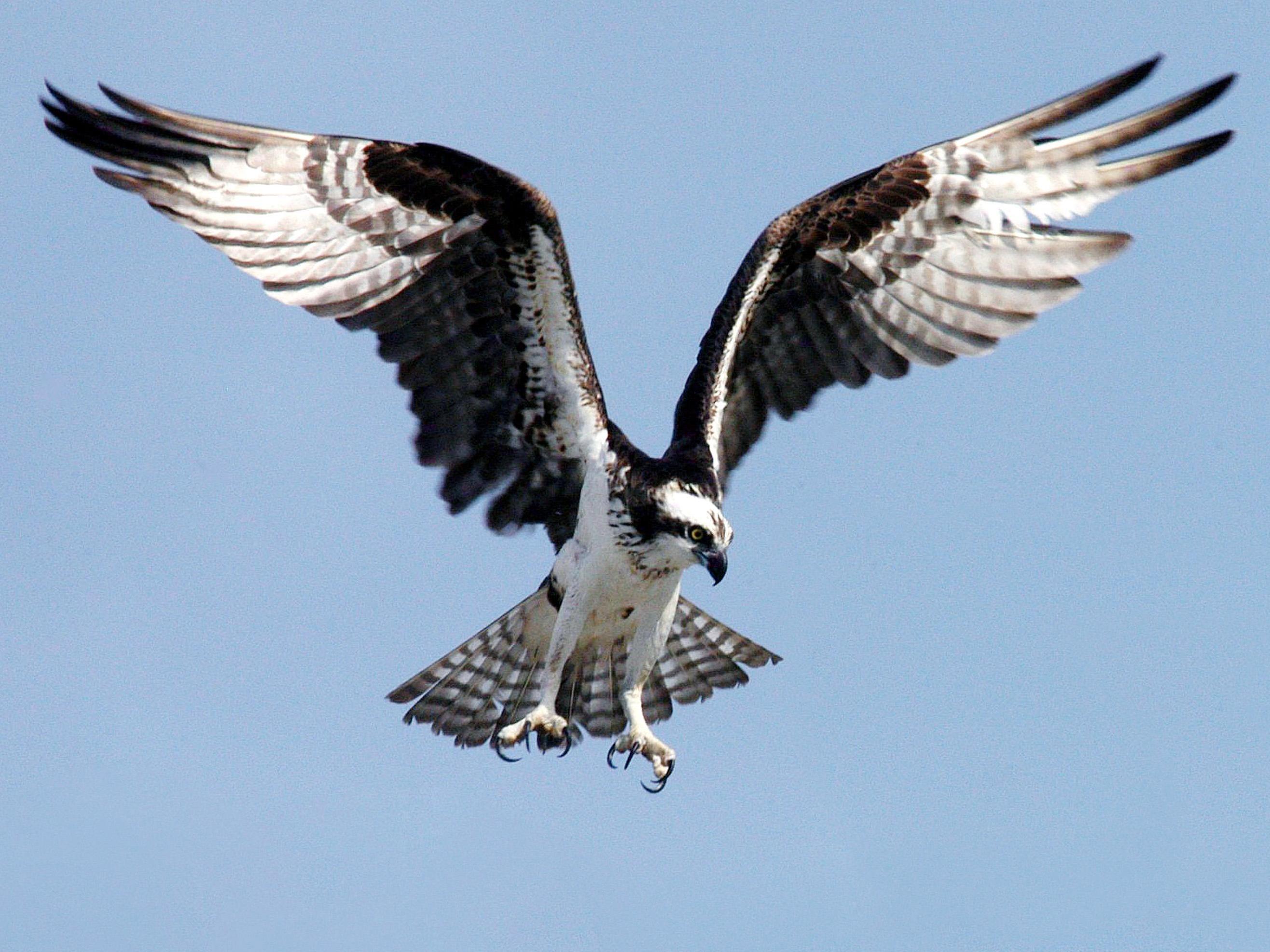 Osprey in flight with talons extended