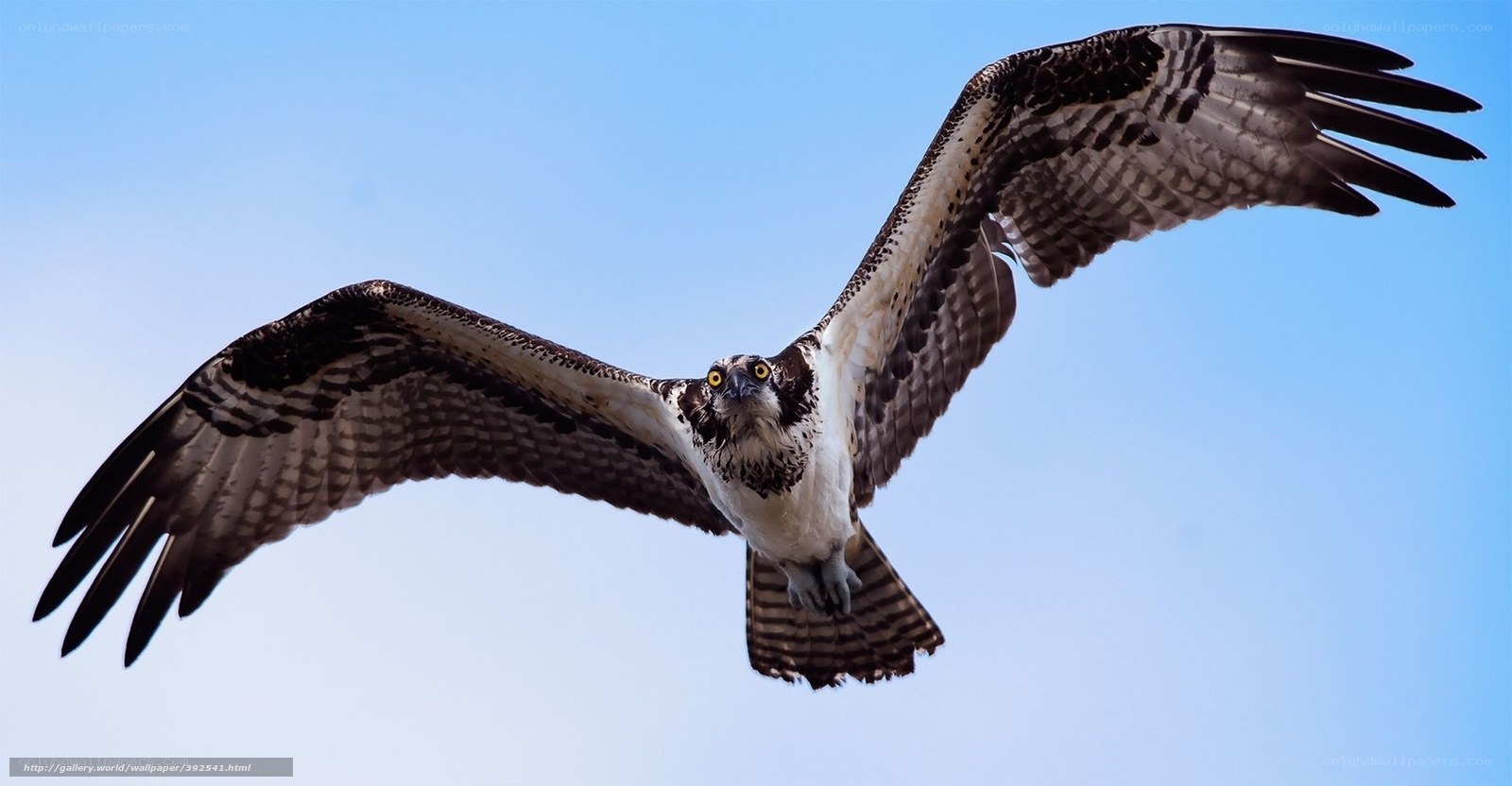 Osprey in flight