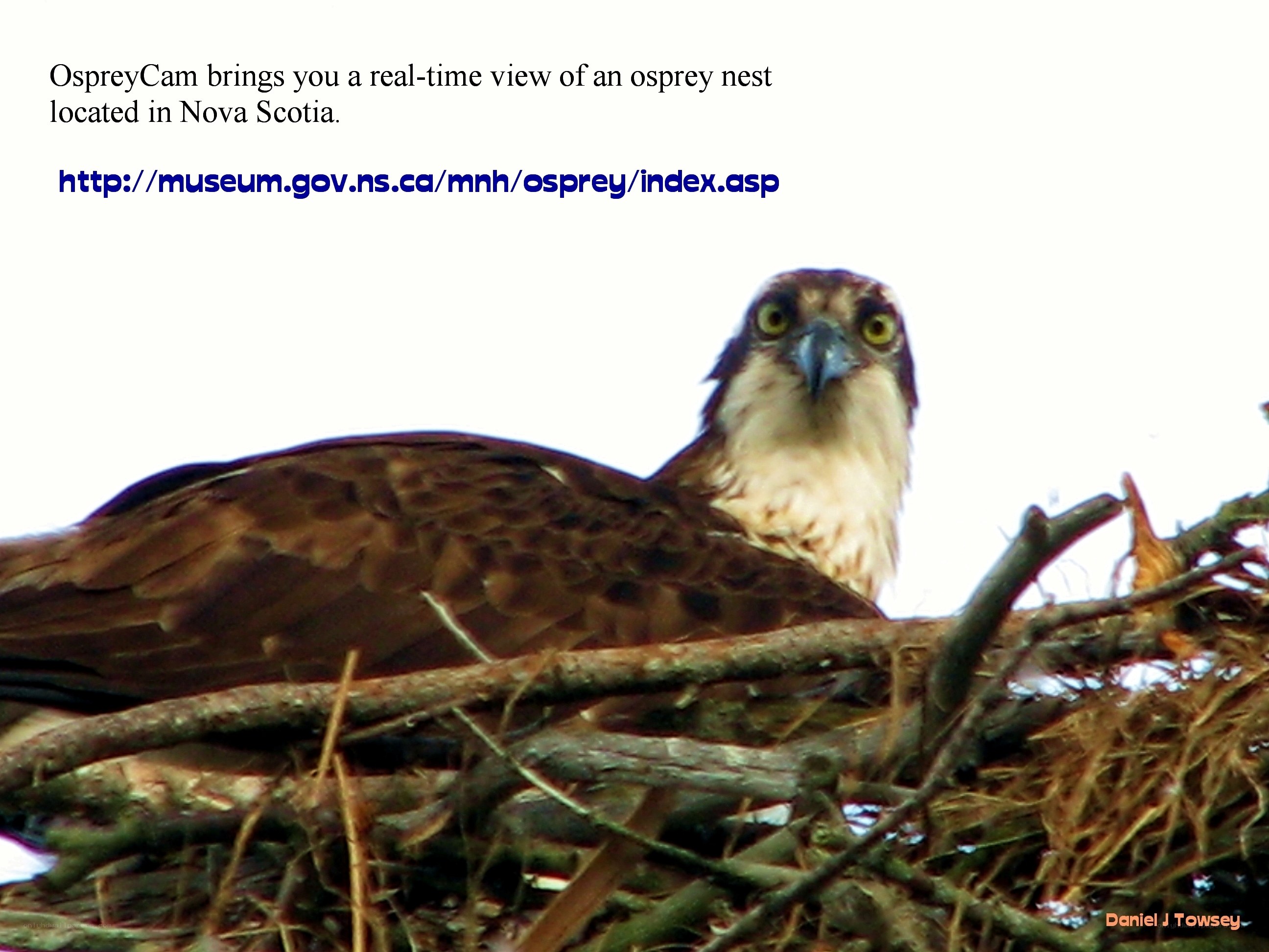 Osprey in its nest