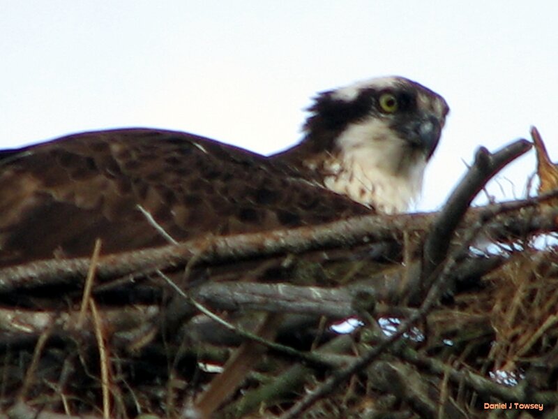 Osprey in its nest