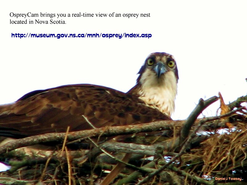 Osprey in Nest — Brown, Alert