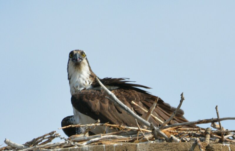 Osprey in Nest — Brown