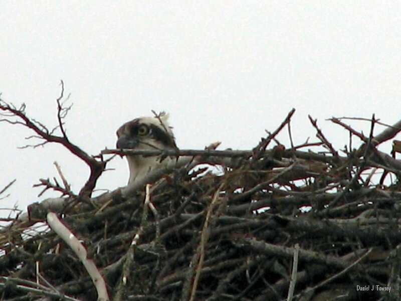 osprey in nest