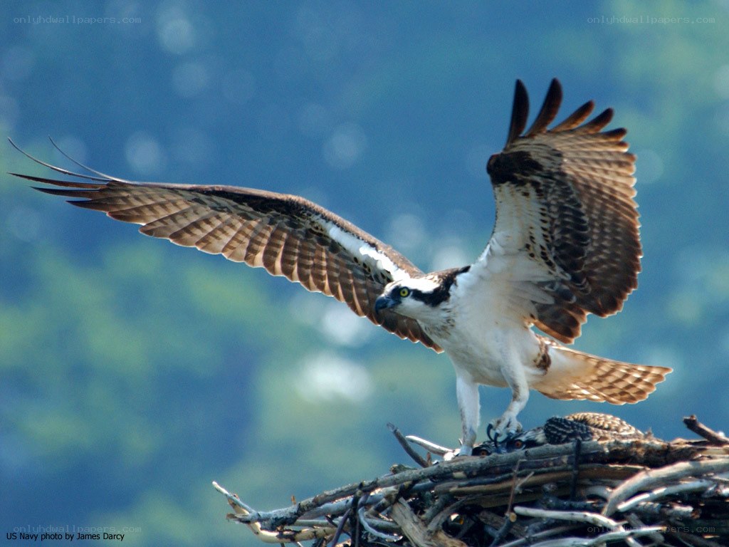 Osprey in nest with wings spread