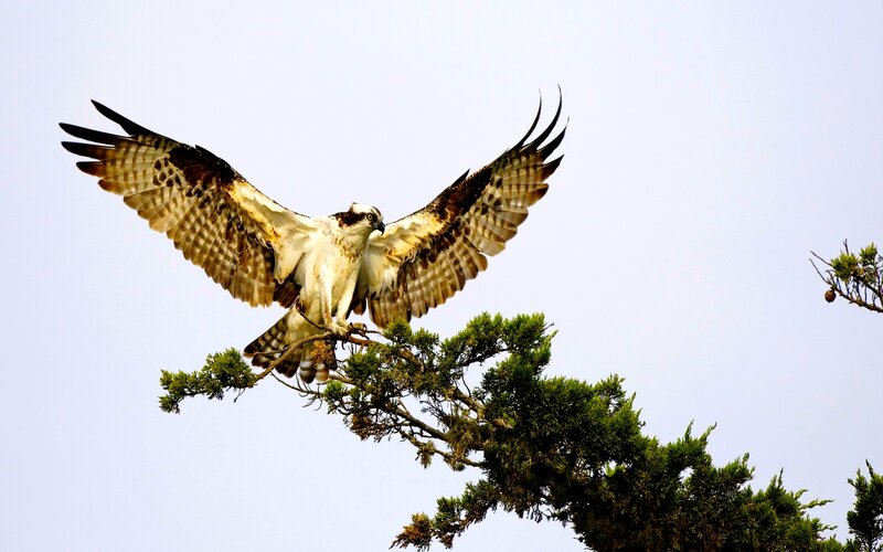 Osprey Landing on Branch