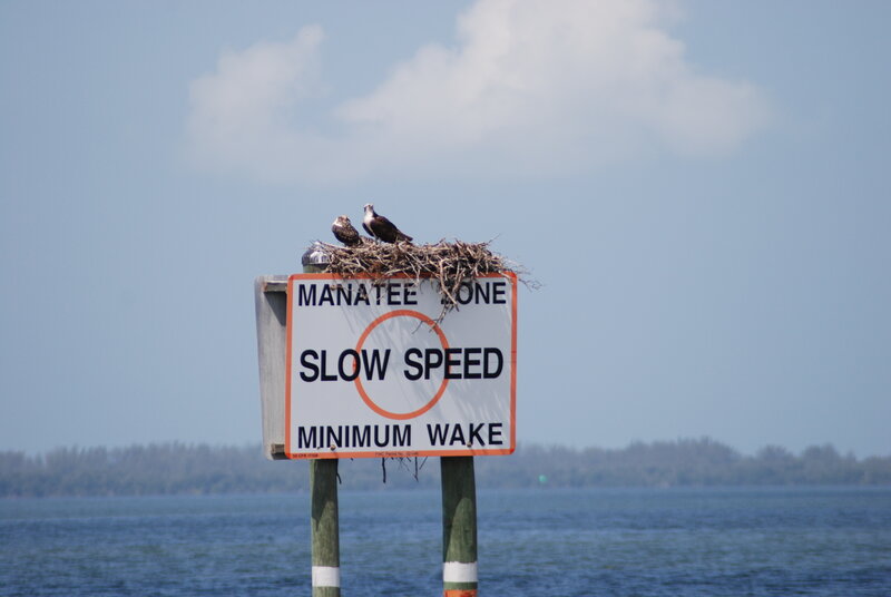 Osprey Nest on Sign — Blue