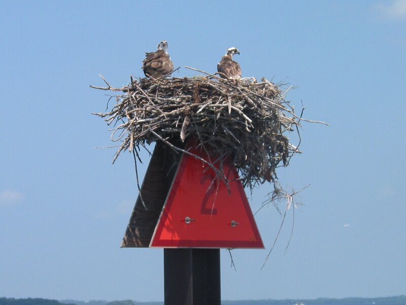 Osprey Nest on Sign