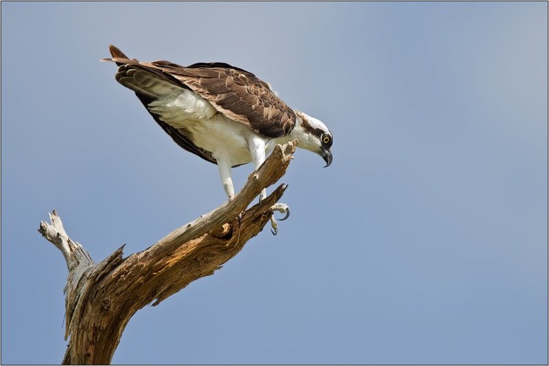 Osprey on a Branch — Blue