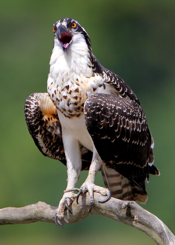 Osprey on a Branch — Brown, Alert, Afternoon