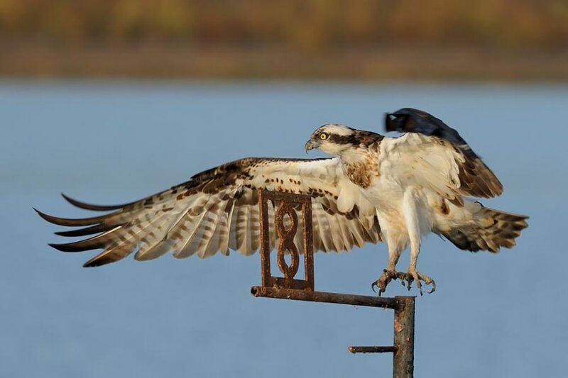 Osprey on a Perch