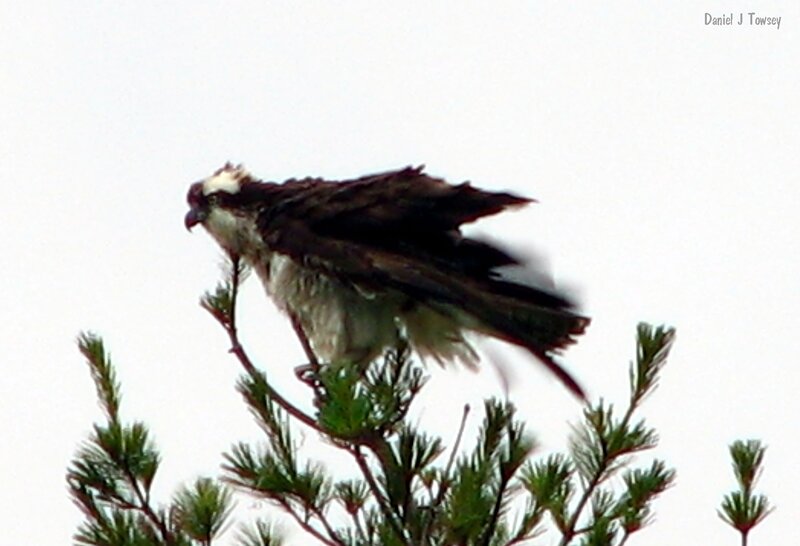 Osprey on a tree branch