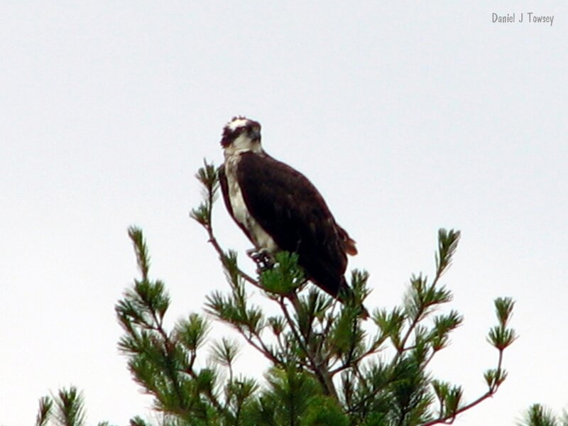 Osprey on a tree