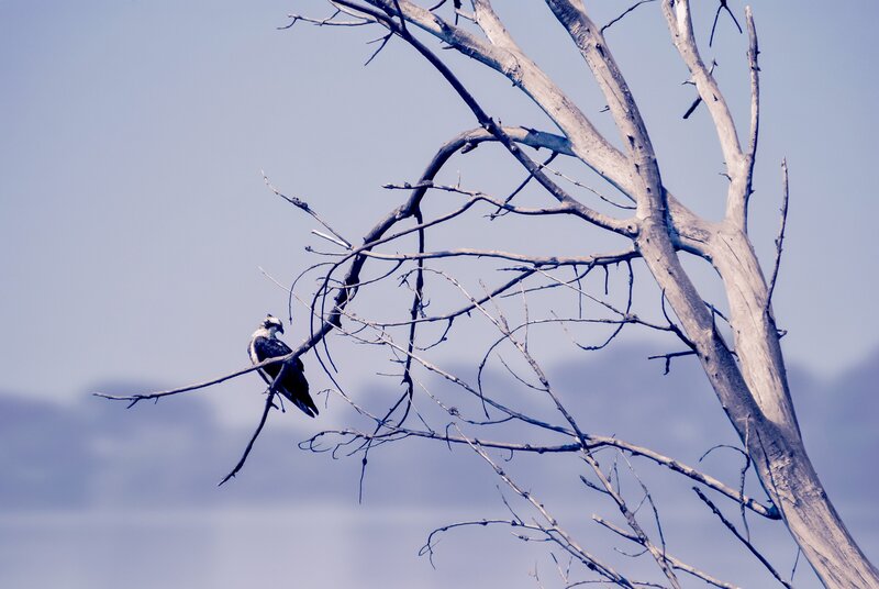 Osprey on Dead Tree
