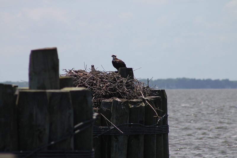 Osprey on Nest