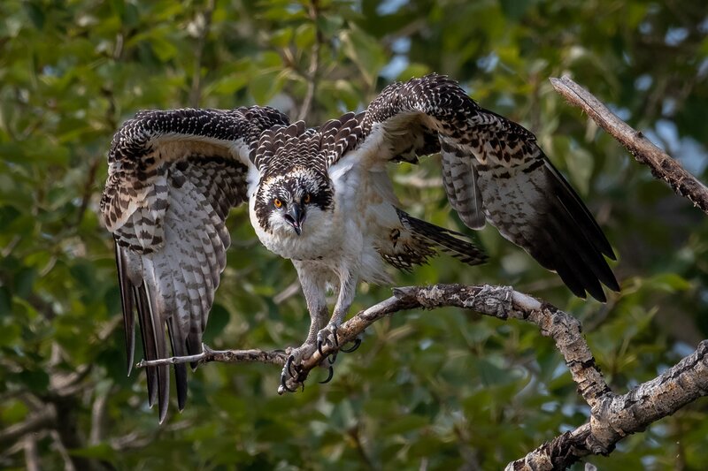 Osprey on Tree Branch — Brown