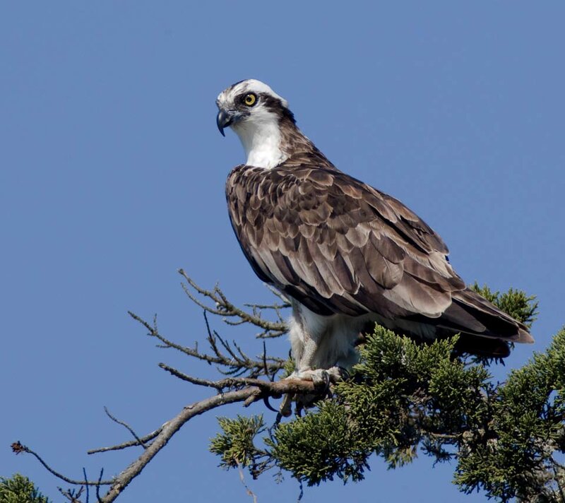 Osprey on Tree Branch