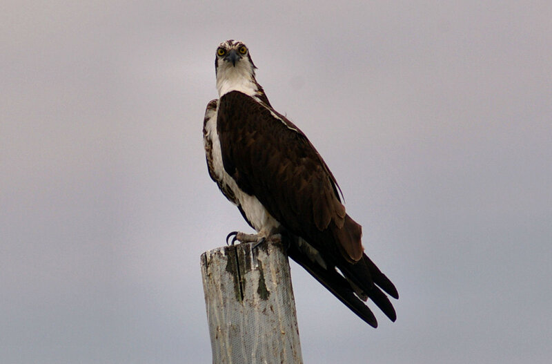 Osprey on Wooden Post — Brown, Neutral