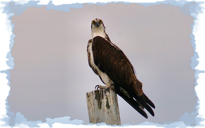 Osprey on Wooden Post — Brown