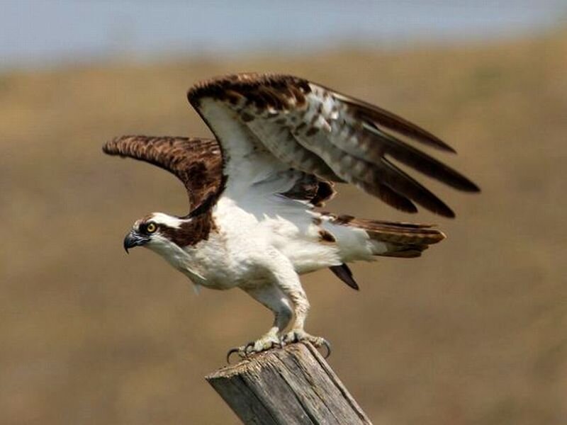Osprey on Wooden Post