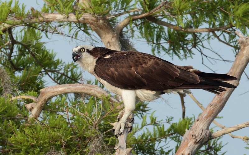 Osprey perched in tree