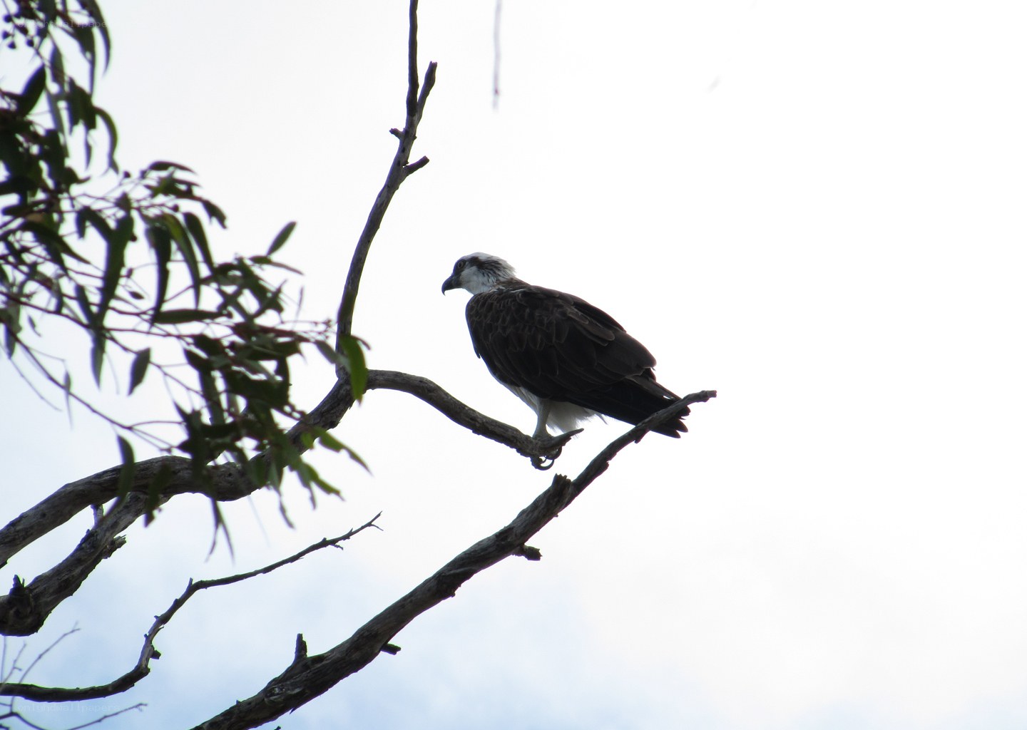 Osprey perched on a branch