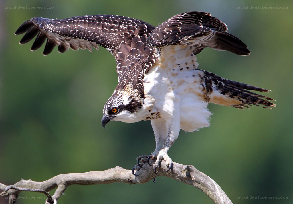 Osprey perched on a branch