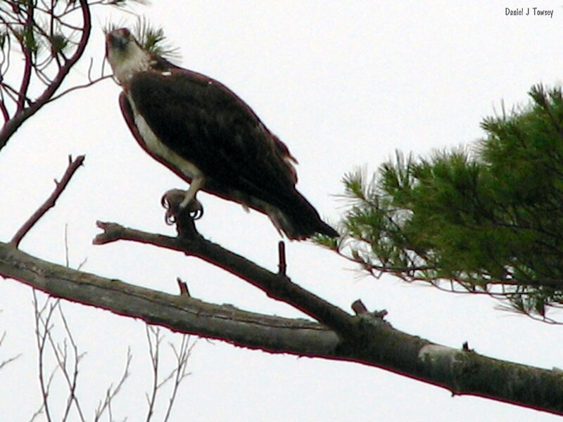 Osprey perched on a branch