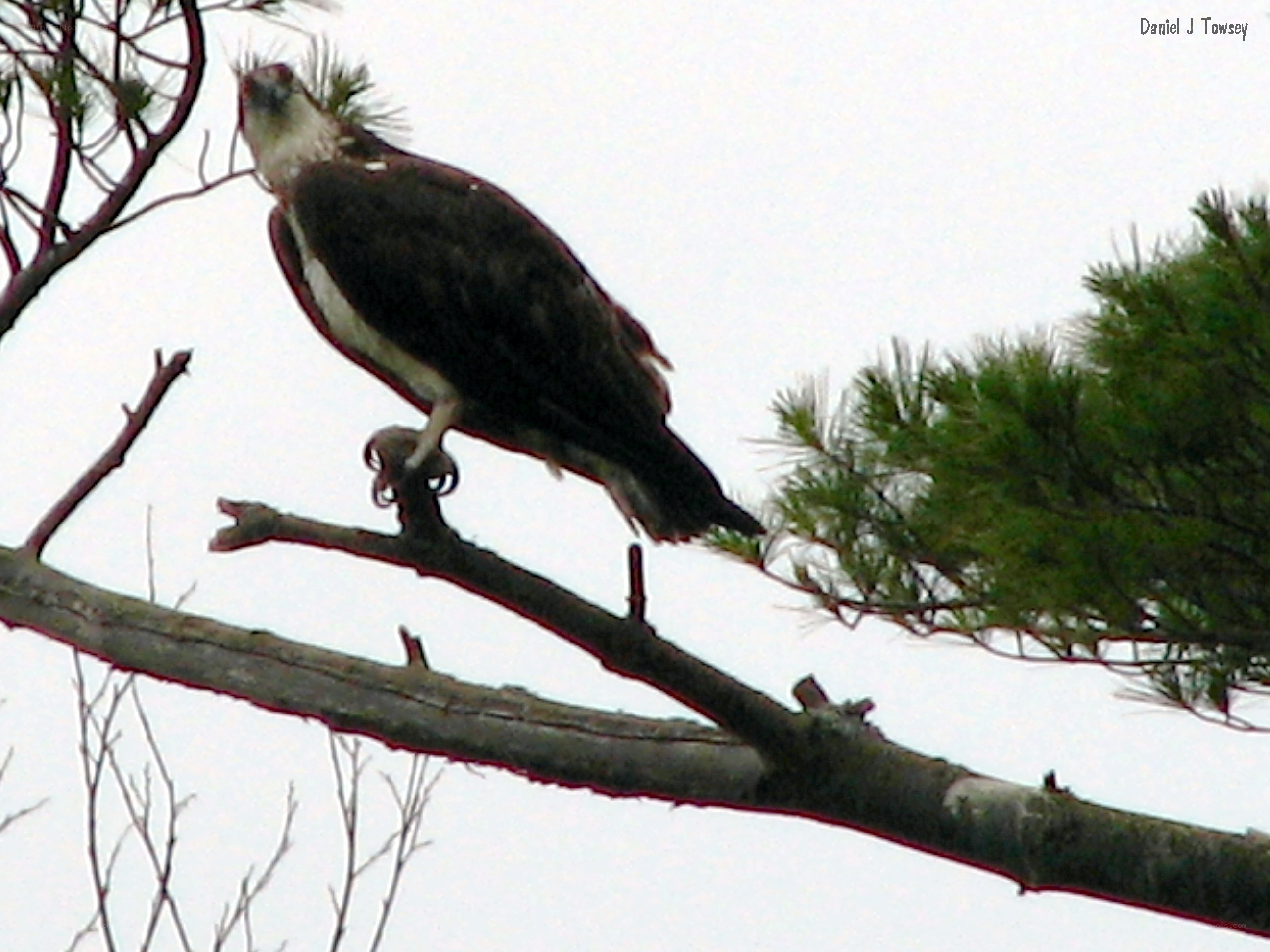 Osprey perched on a branch