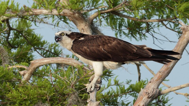 Osprey Perched on Branch — Brown, Calm