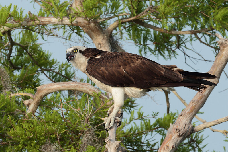 Osprey Perched on Branch — Brown