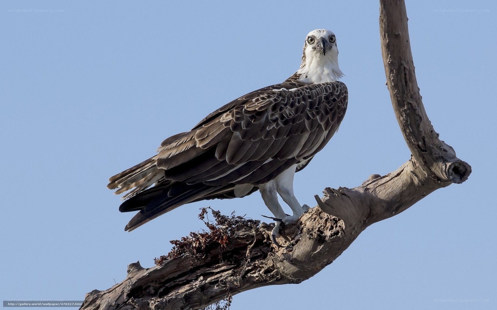 osprey perched on branch