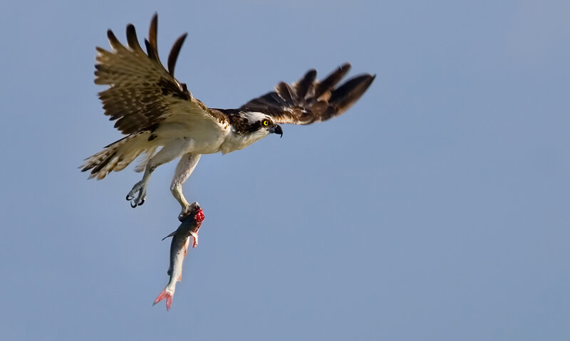 Osprey with Fish — Blue, Dramatic