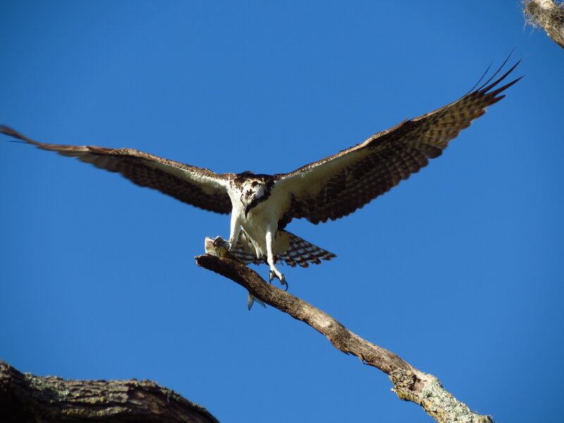 Osprey with Fish — Blue