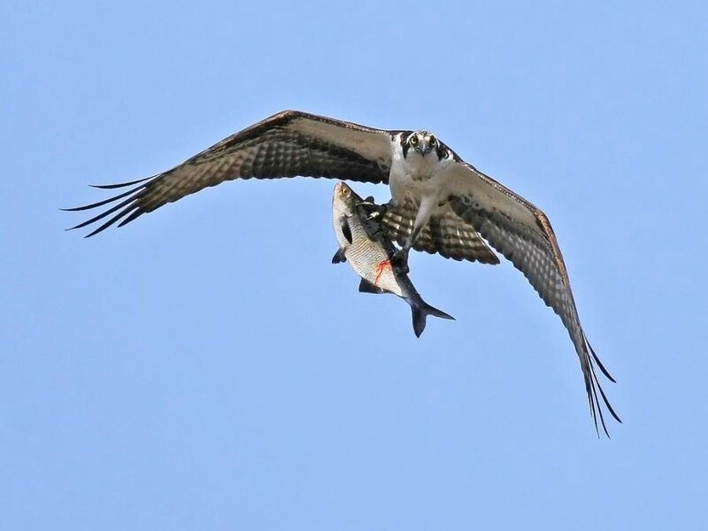 Osprey with fish in flight
