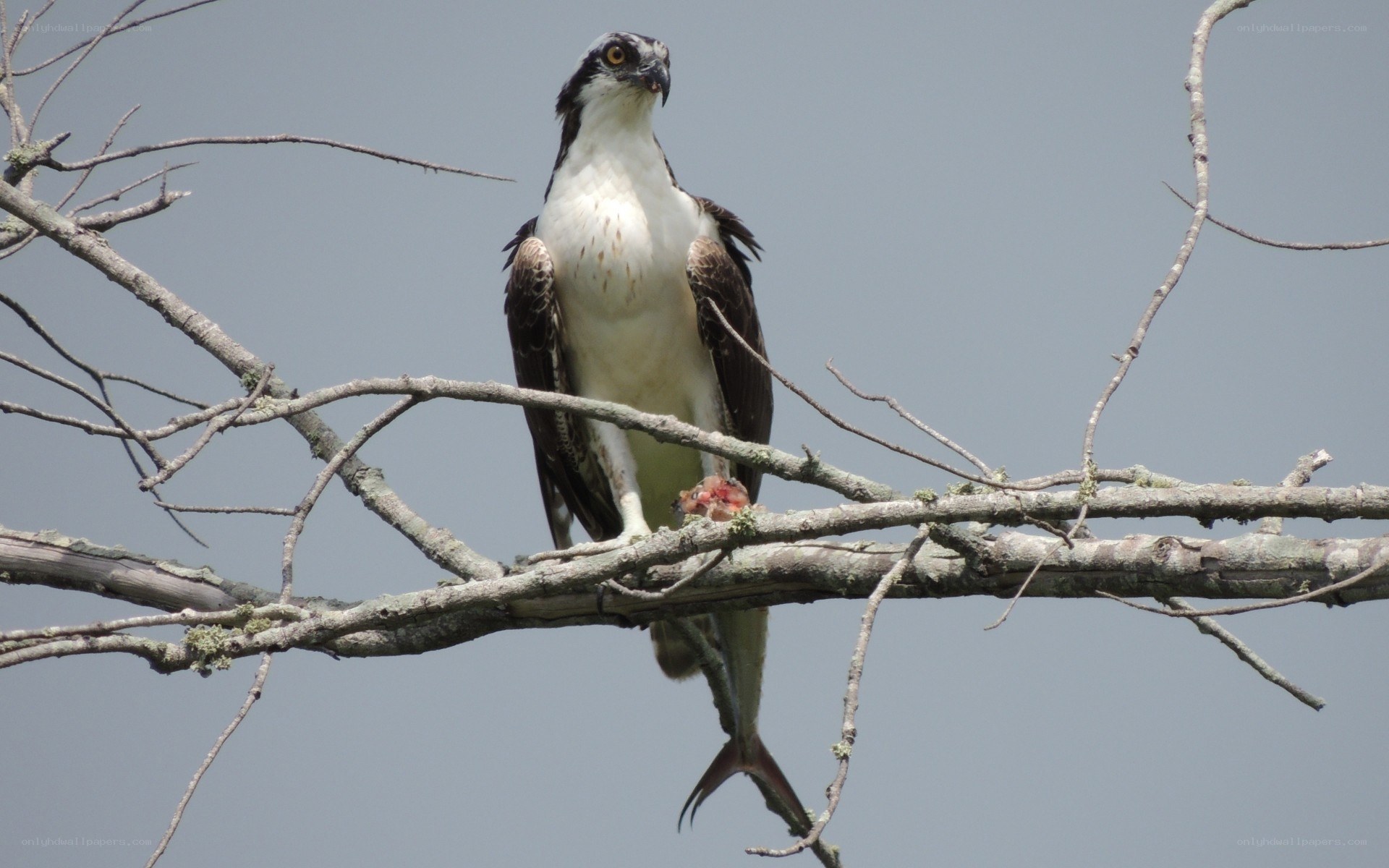 Osprey with fish on branch
