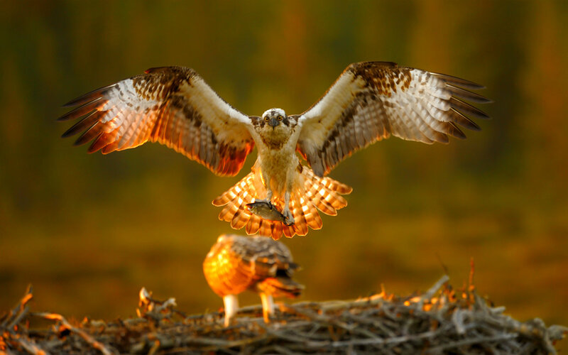 Osprey with Fish