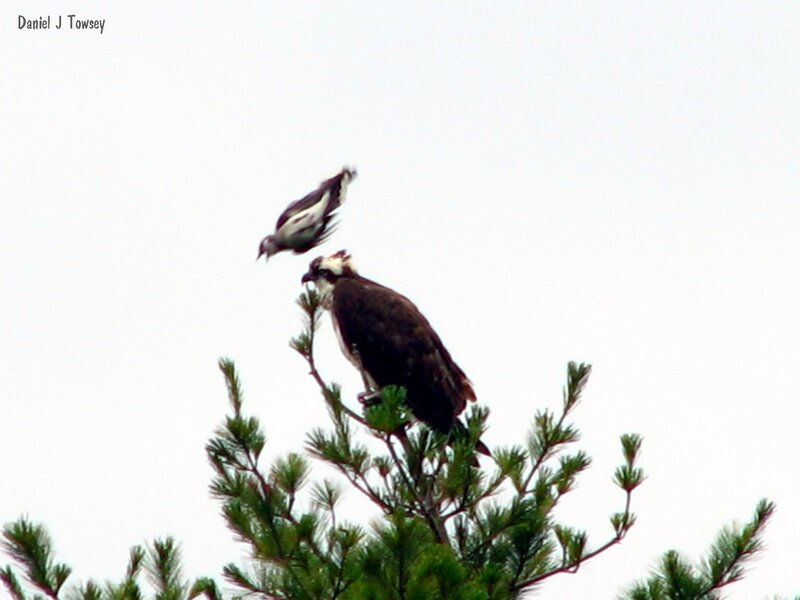 Osprey with prey in tree