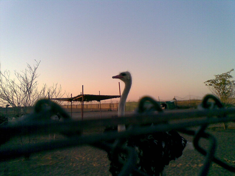 Ostrich Behind Fence