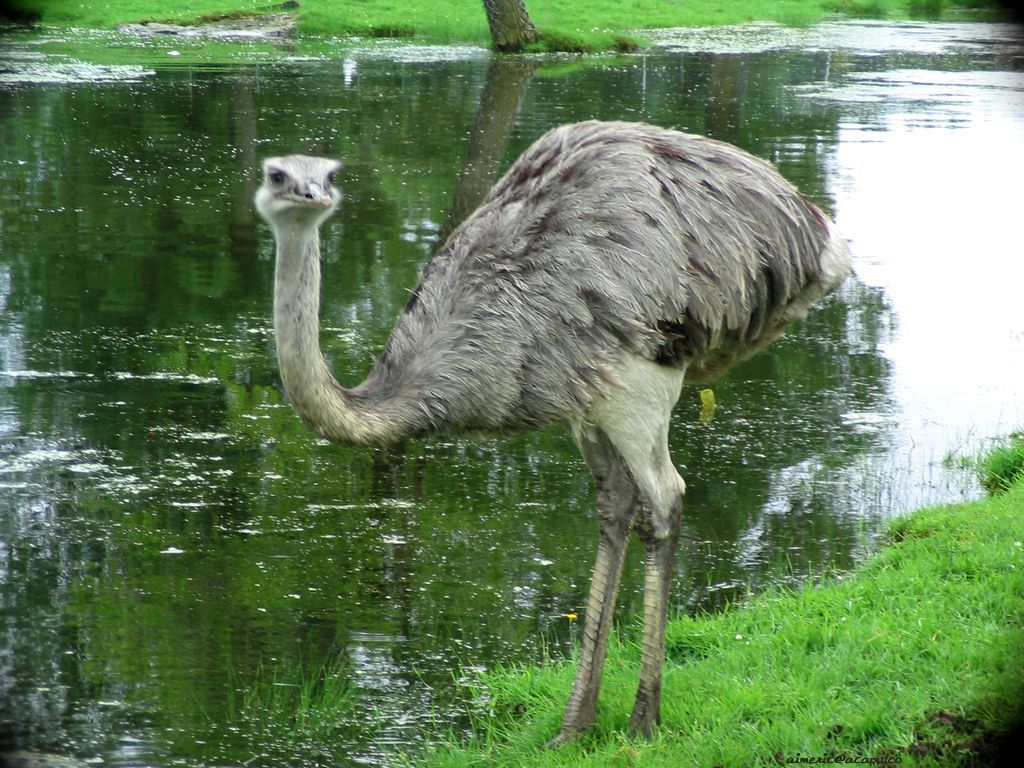 Ostrich by a pond