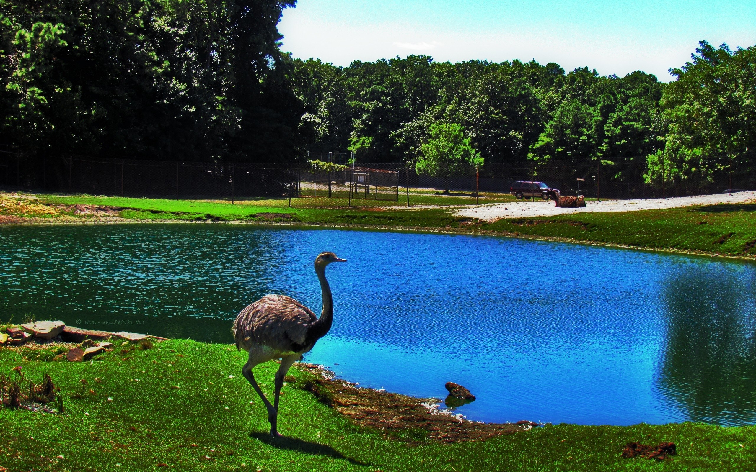 Ostrich by a pond