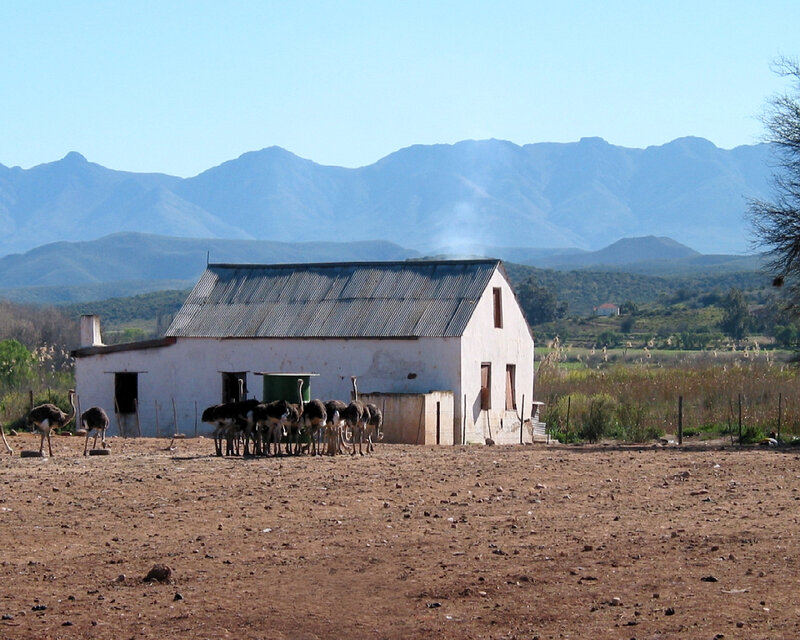 Ostrich farm with mountains