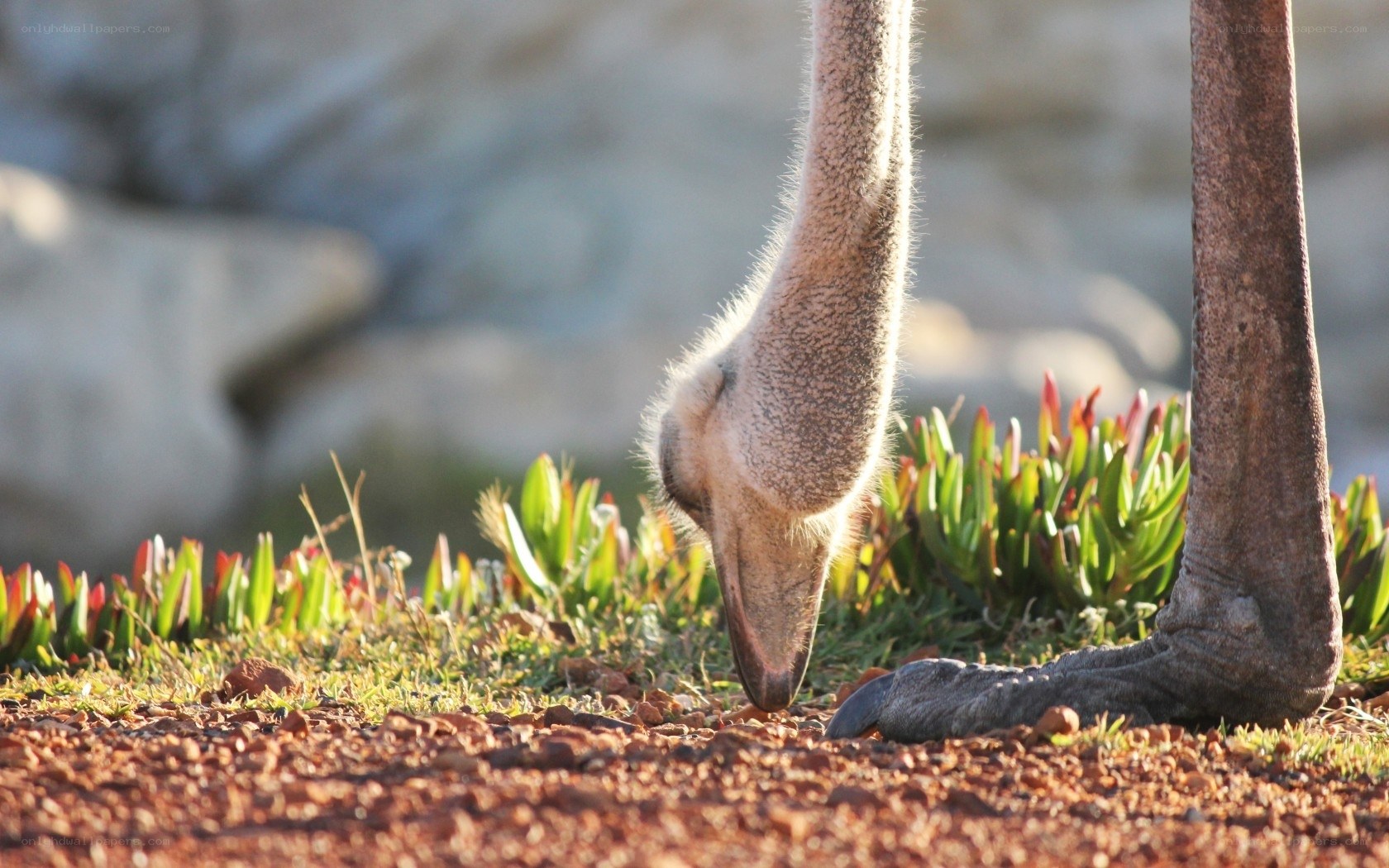 Ostrich foraging on red soil