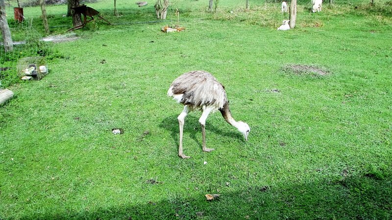 Ostrich Grazing in Field