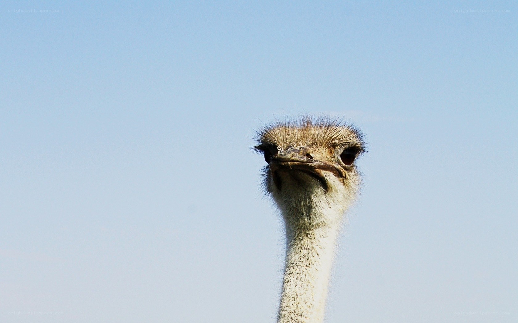 ostrich head against blue sky