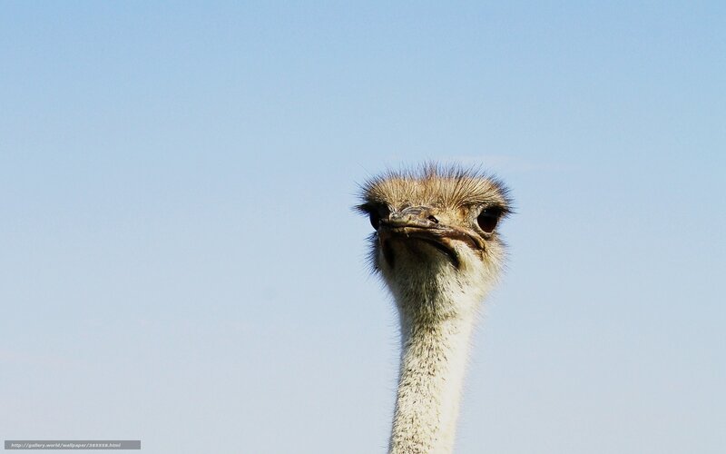 Ostrich Head and Neck — Blue, Calm