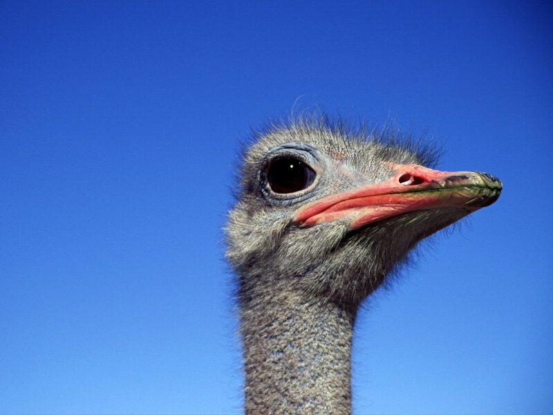 Ostrich Head and Neck — Blue, Clear, Afternoon